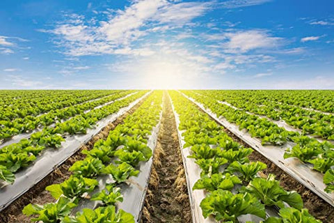 Hippo LLDPE 25 Micron Mulching Film for Agricultural Purpose