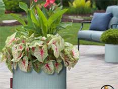 Garden Pot Solution